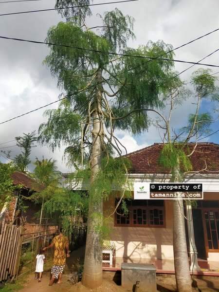 jual pohon moringa