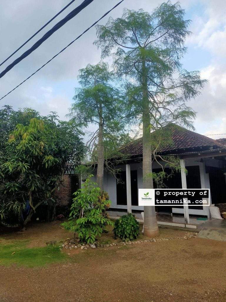 jual pohon moringa