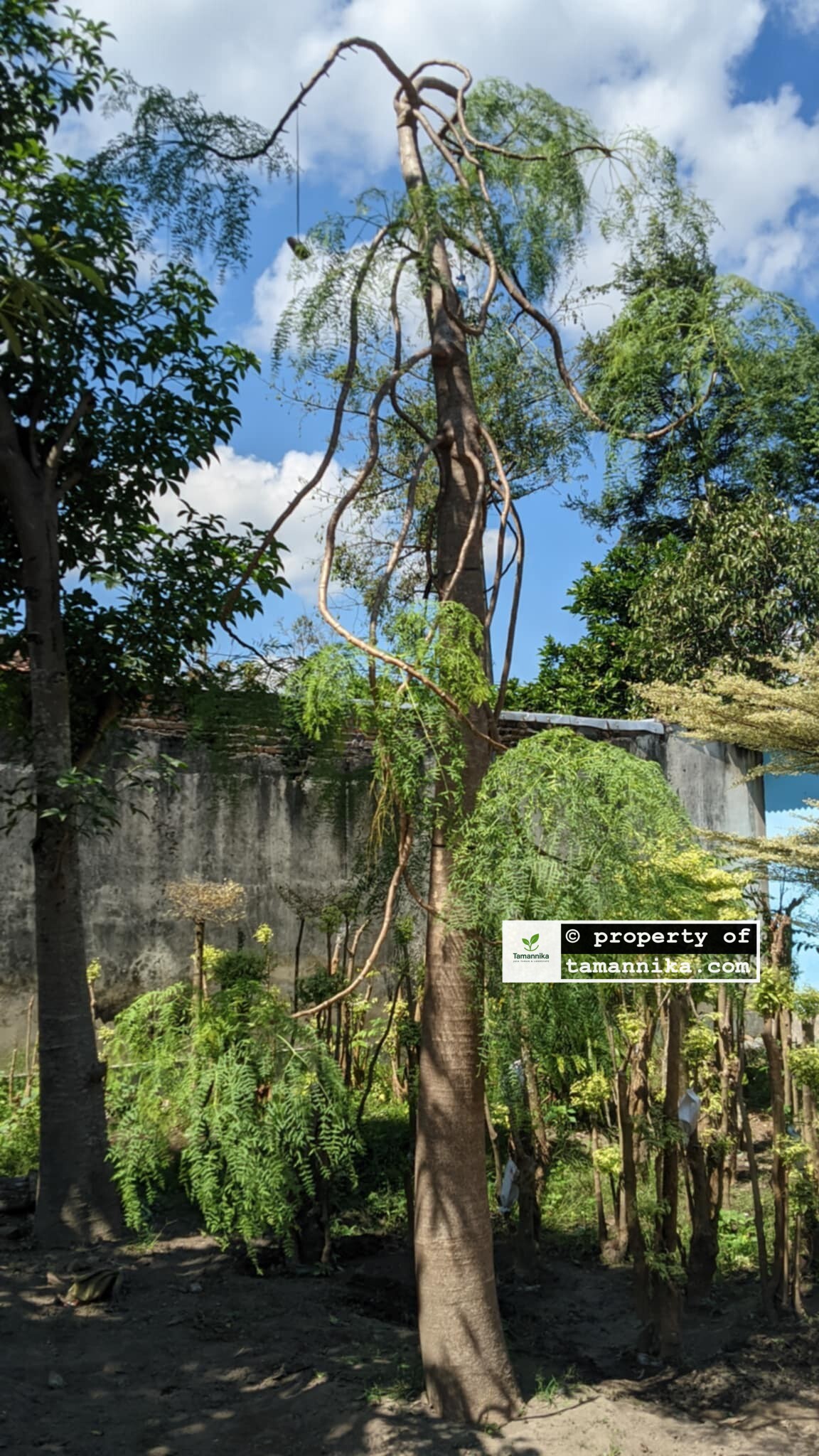 jual Bibit Moringa Afrika