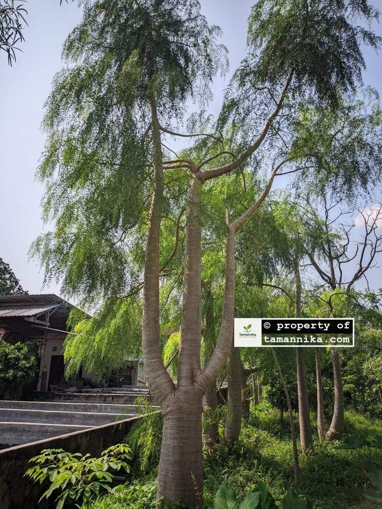 Jual Pohon Moringa Afrika untuk Perumahan