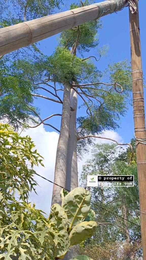 Jual Pohon Moringa Afrika untuk Taman Real Estate