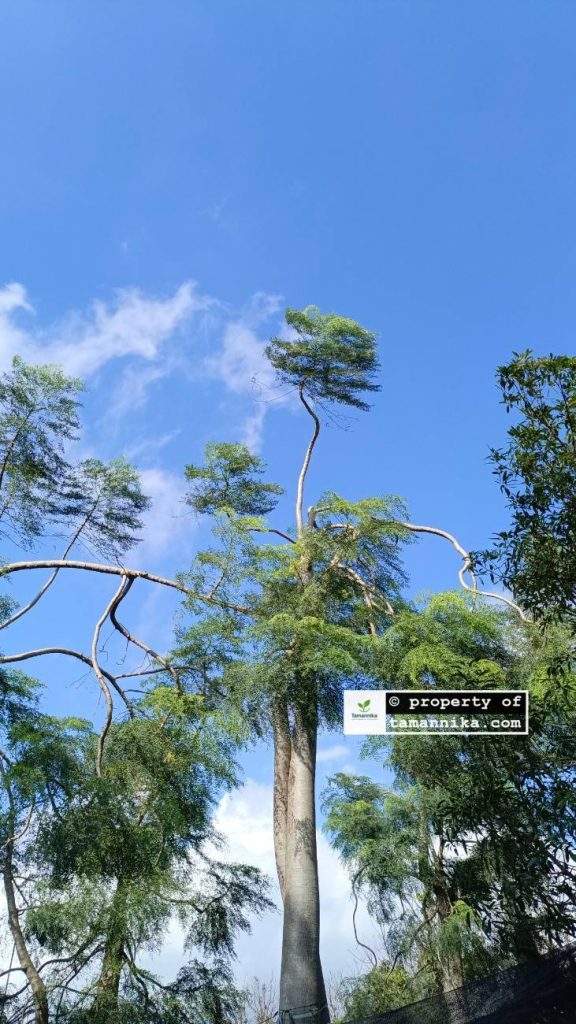 Jual Pohon Moringa Afrika di Klaten