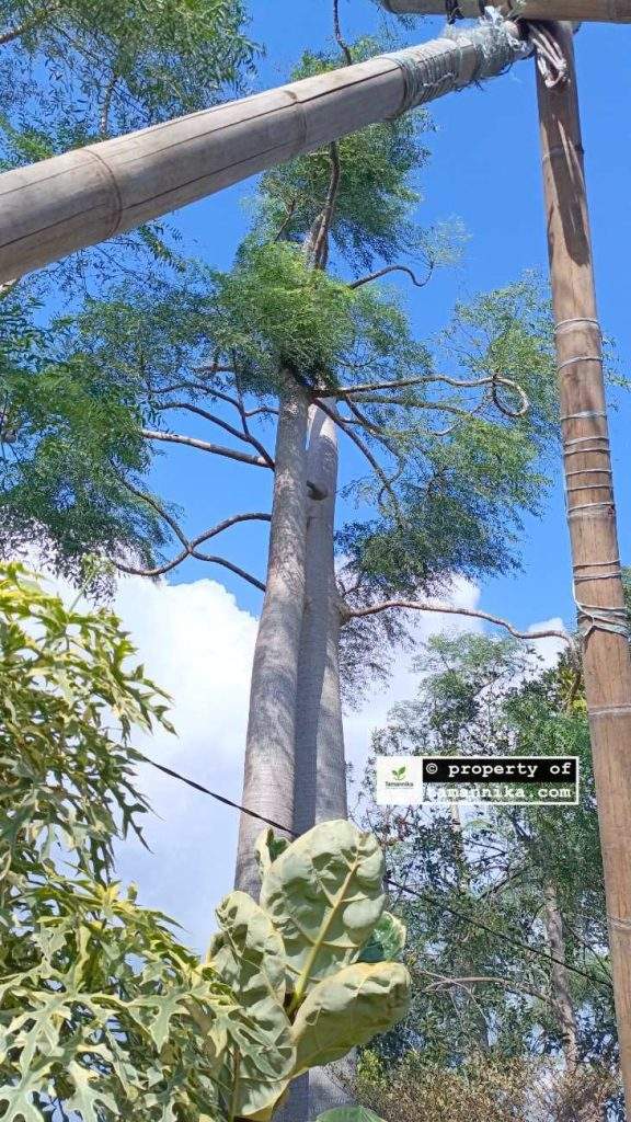 Jual Pohon Moringa Afrika di Salatiga