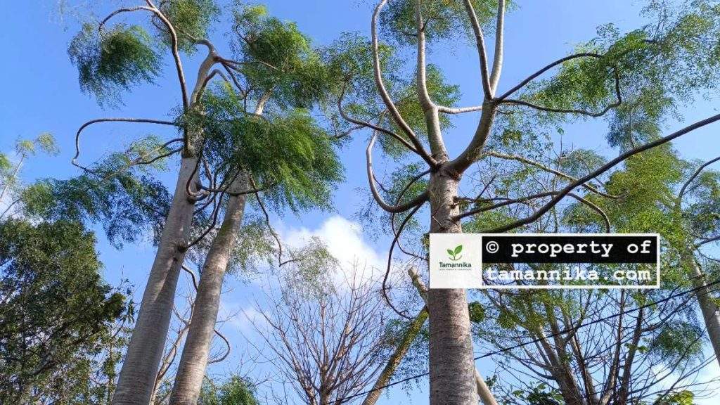 Jual Pohon Moringa Afrika Tinggi 3 Meter