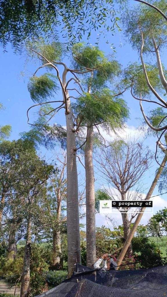 Jual Pohon Moringa Afrika 5 Meter