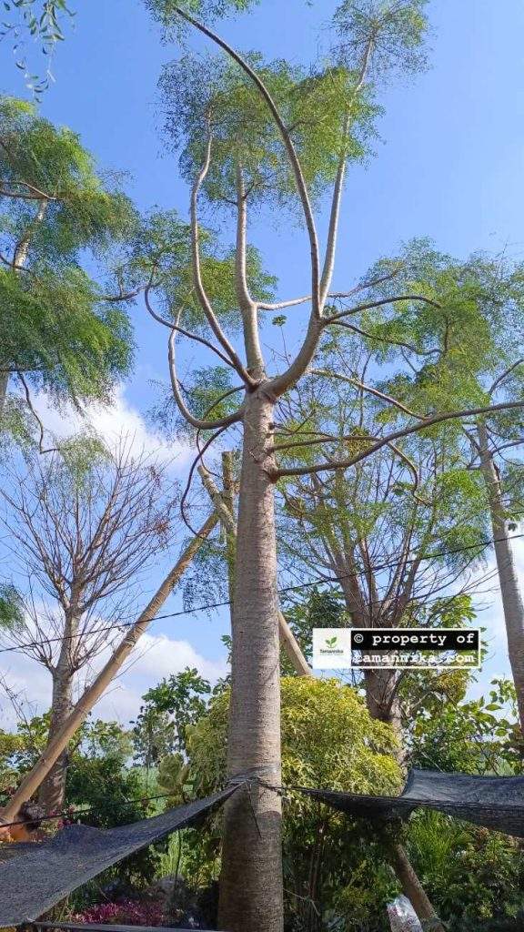 Jual Pohon Moringa Afrika Tinggi 4 Meter