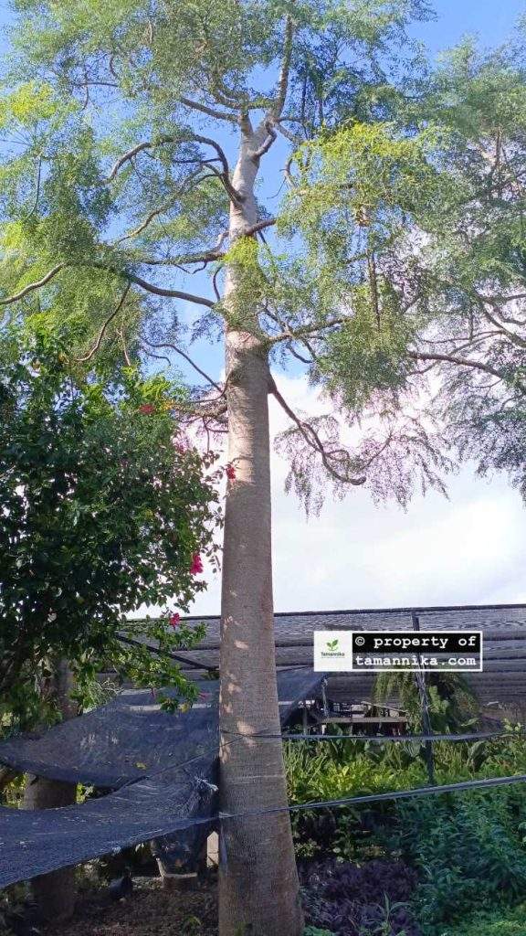 Jual Pohon Moringa Afrika Tinggi 7 Meter