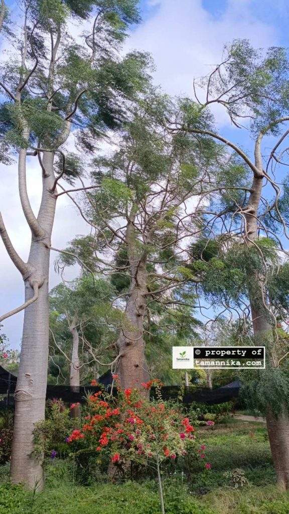 Jual Pohon Moringa Afrika Tinggi 6 Meter