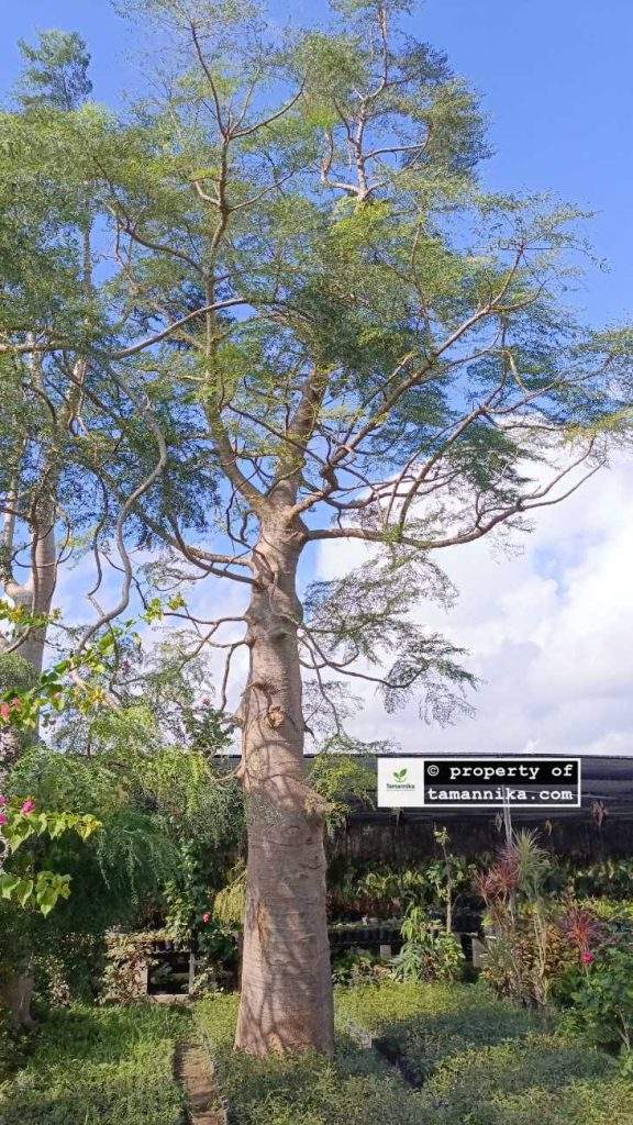 Jual Pohon Moringa Afrika Jakarta Tinggi 2–7 Meter