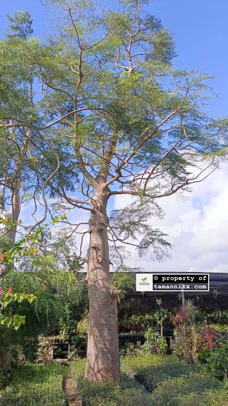 Jual Pohon Moringa Afrika Jakarta Tinggi 2–7 Meter