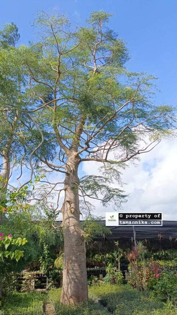 Jual Pohon Moringa Afrika Bali