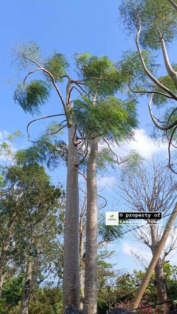 Jual Pohon Moringa Afrika untuk Taman Villa