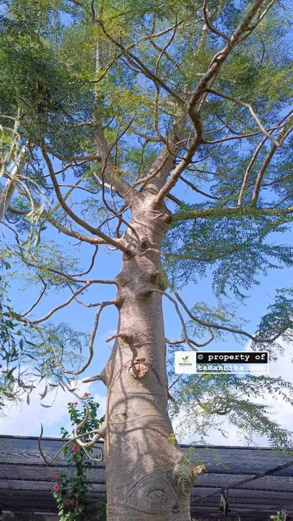 Jual Pohon Moringa Afrika Pacitan