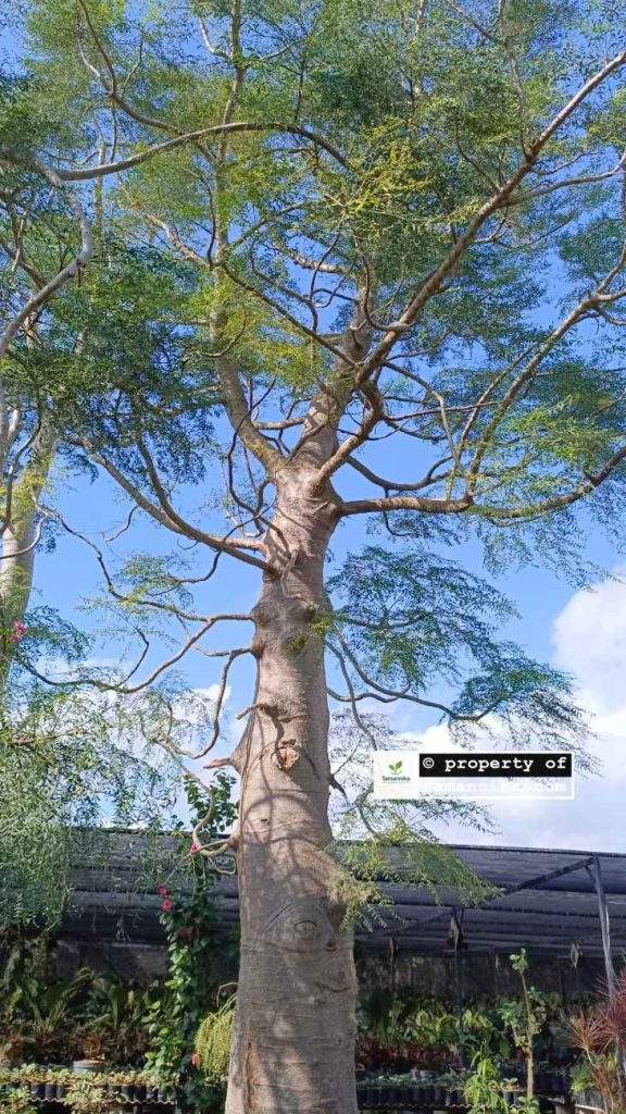 Jual Pohon Moringa Afrika Jember