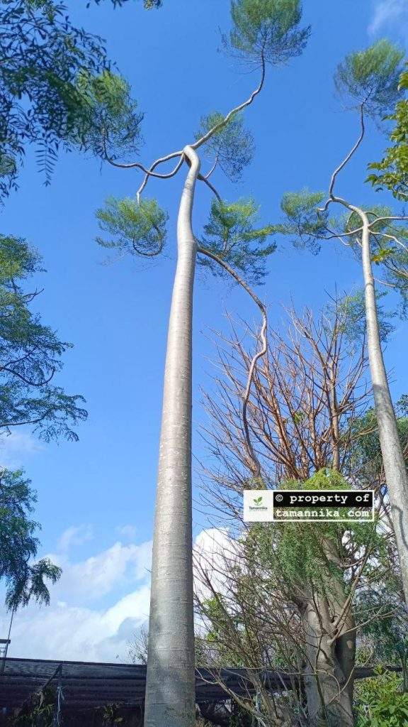 Jual Pohon Moringa Afrika Tinggi 8 Meter