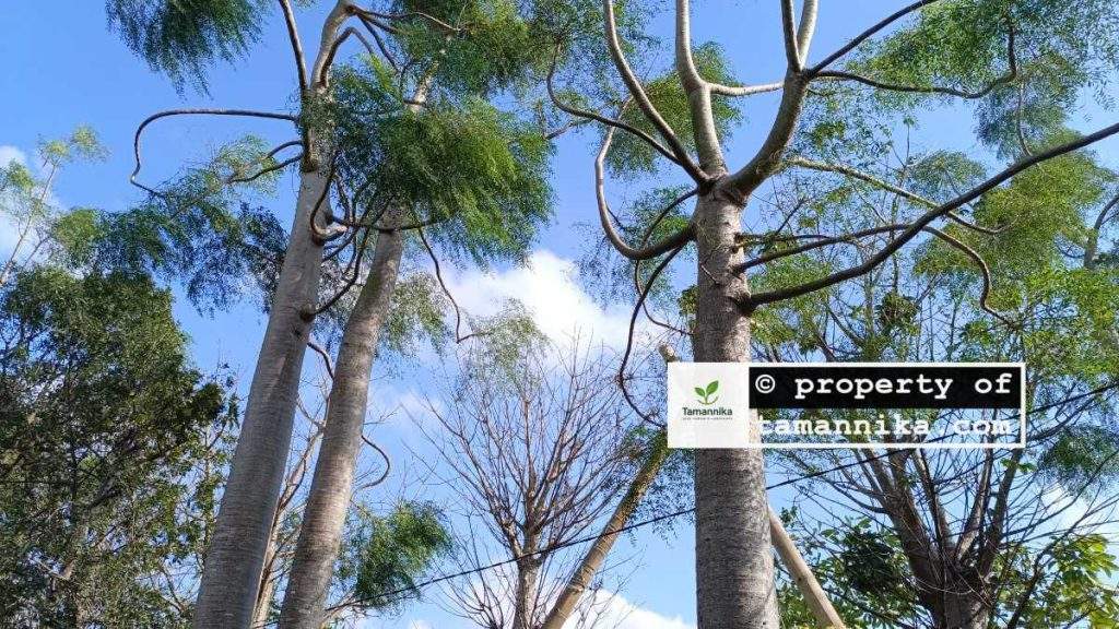 Jual Pohon Moringa Afrika Kediri