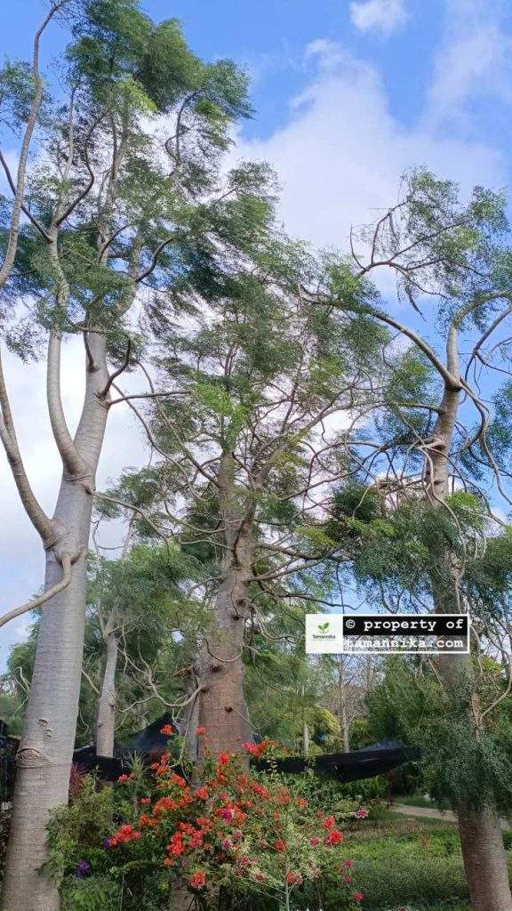 Jual Pohon Moringa Afrika Lumajang