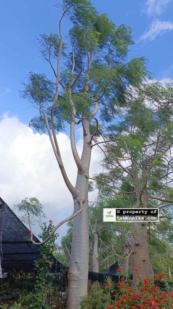 jual pohon moringa afrika Pasuruan