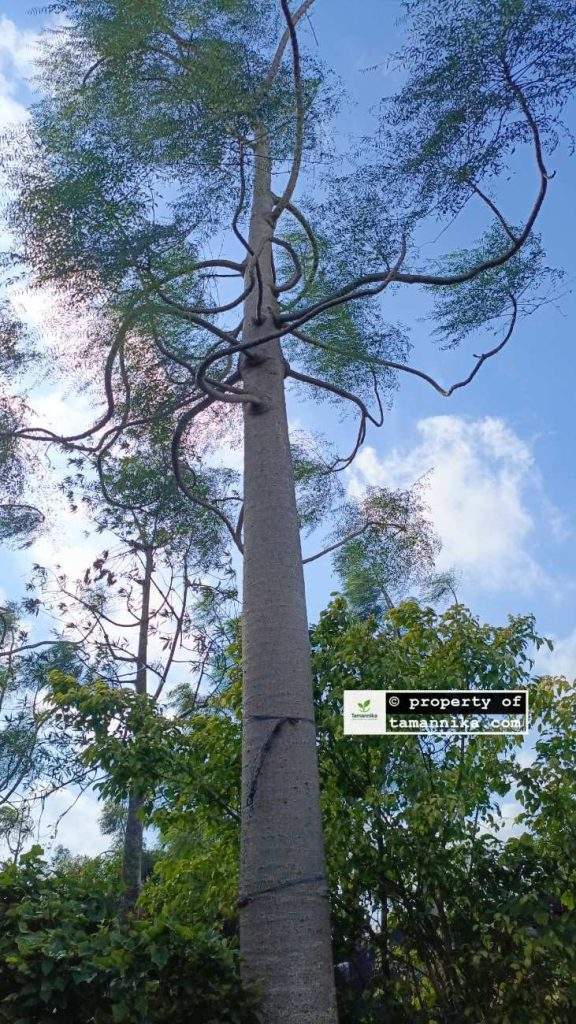 Jual Pohon Moringa Afrika Batu