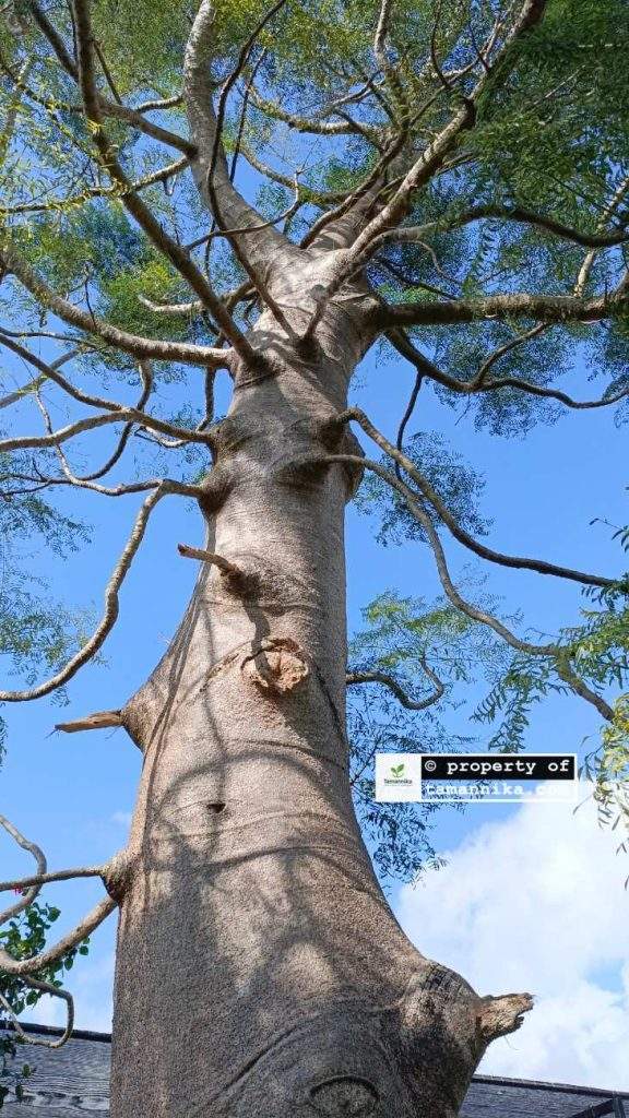 jual pohon moringa afrika Malang