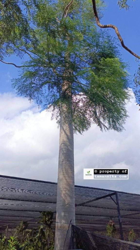 Jual Pohon Moringa Afrika untuk Taman Hotel