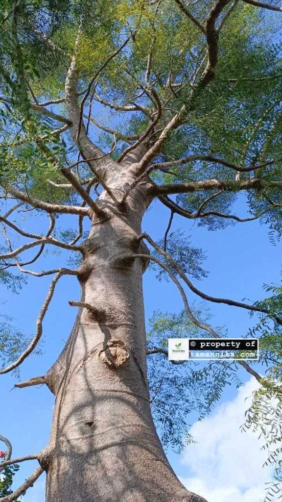 Jual Pohon Moringa Afrika Banyuwangi