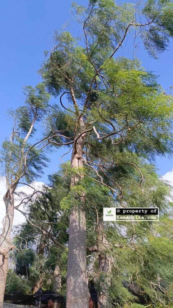 Jual Pohon Moringa Afrika Wonosobo