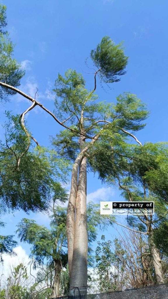 Jual Pohon Moringa Afrika Banyumas