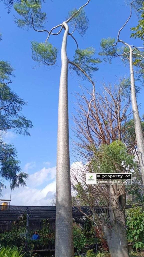 Jual Pohon Moringa Afrika Jepara