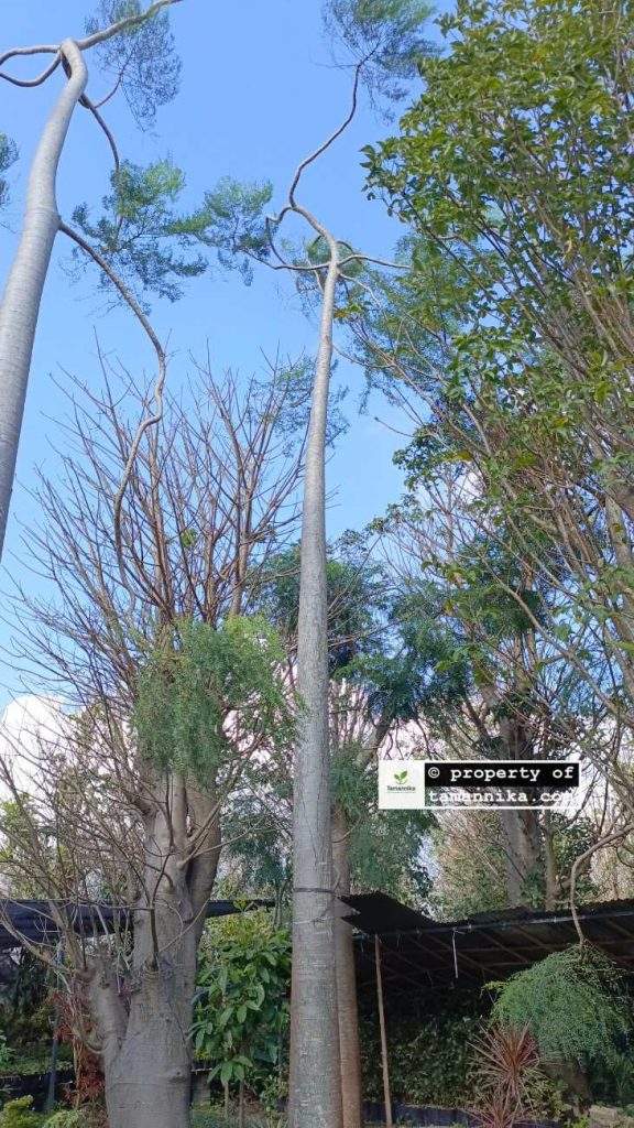 Jual Pohon Moringa Afrika Klaten