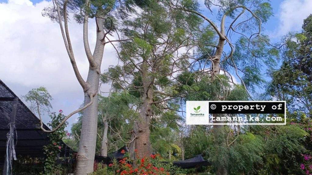 Jual Pohon Moringa Afrika Semarang