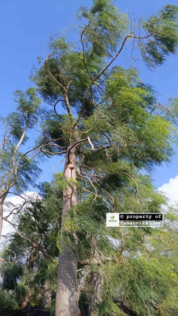 Jual Pohon Moringa Afrika Magelang