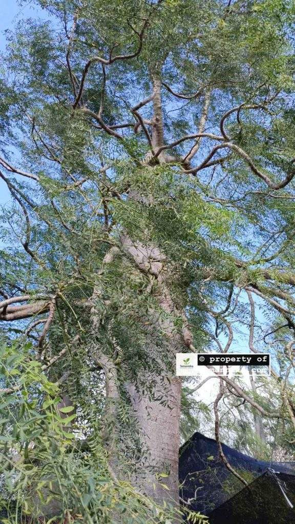 jual pohon moringa afrika Kulon Progo
