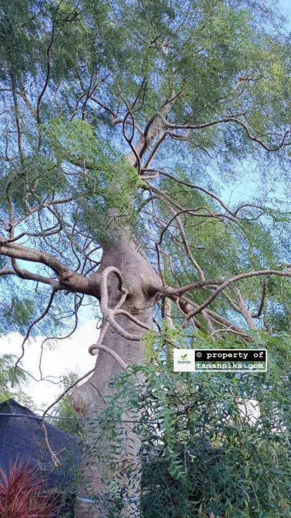 Jual Pohon Moringa Afrika Gunungkidul