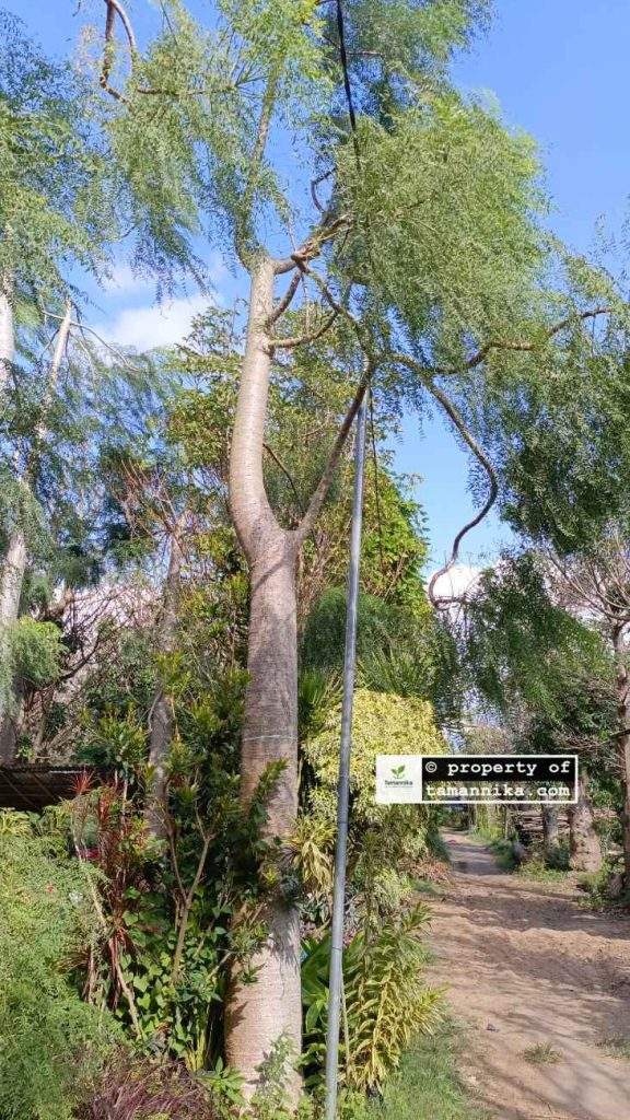 jual pohon moringa afrika Sleman