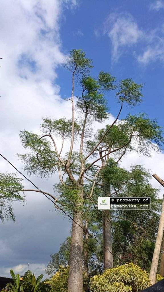 Jual Pohon Moringa Afrika untuk Taman Resort