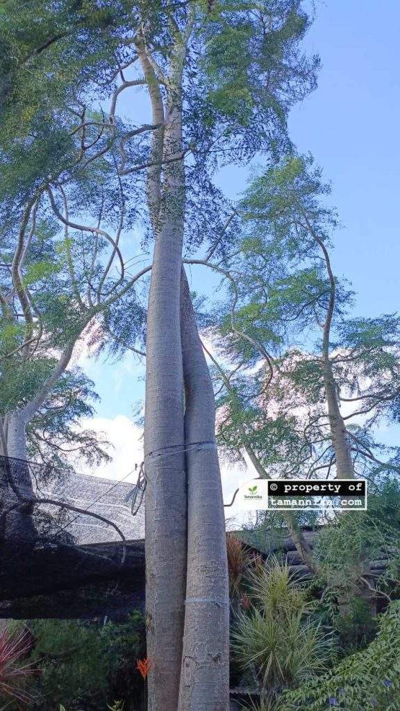 jual pohon moringa afrika Bantul