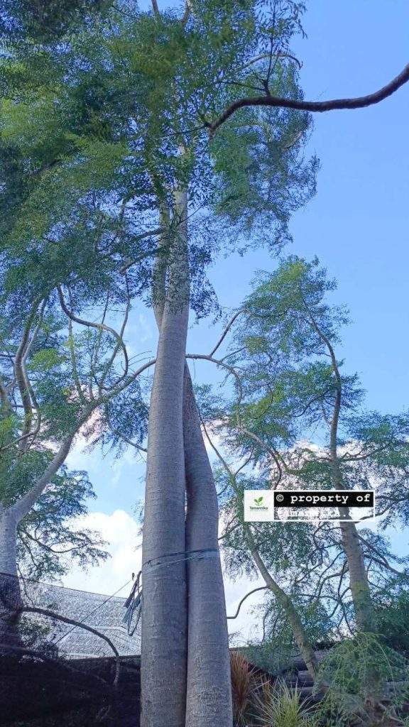 jual pohon moringa afrika Yogyakarta