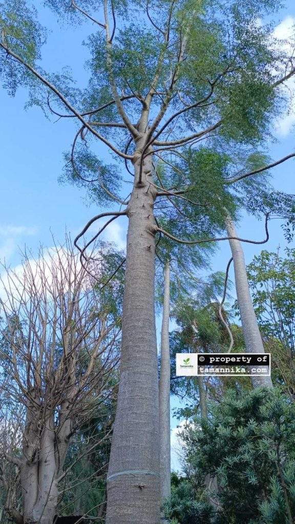 jual pohon moringa afrika Cianjur