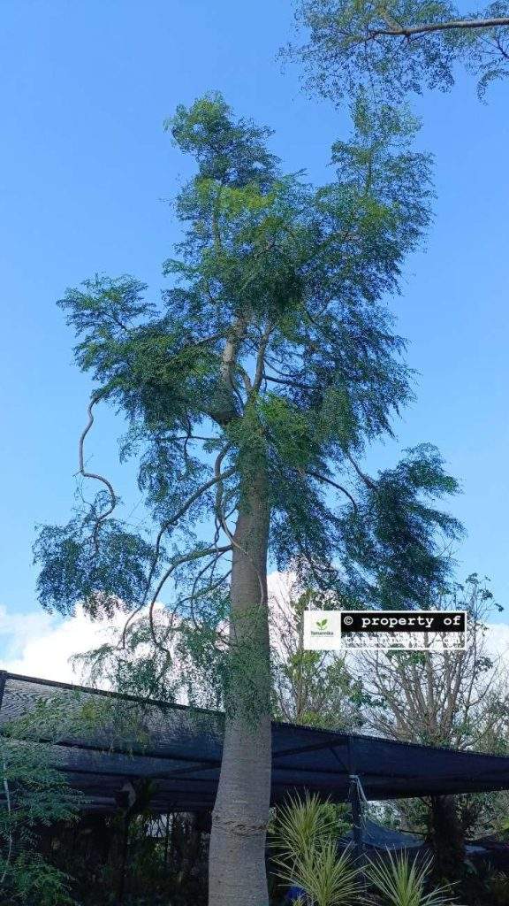 jual pohon moringa afrika Bogor