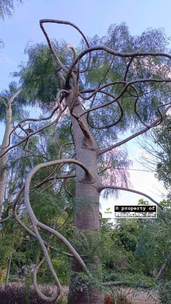 jual pohon moringa afrika Bandung Barat