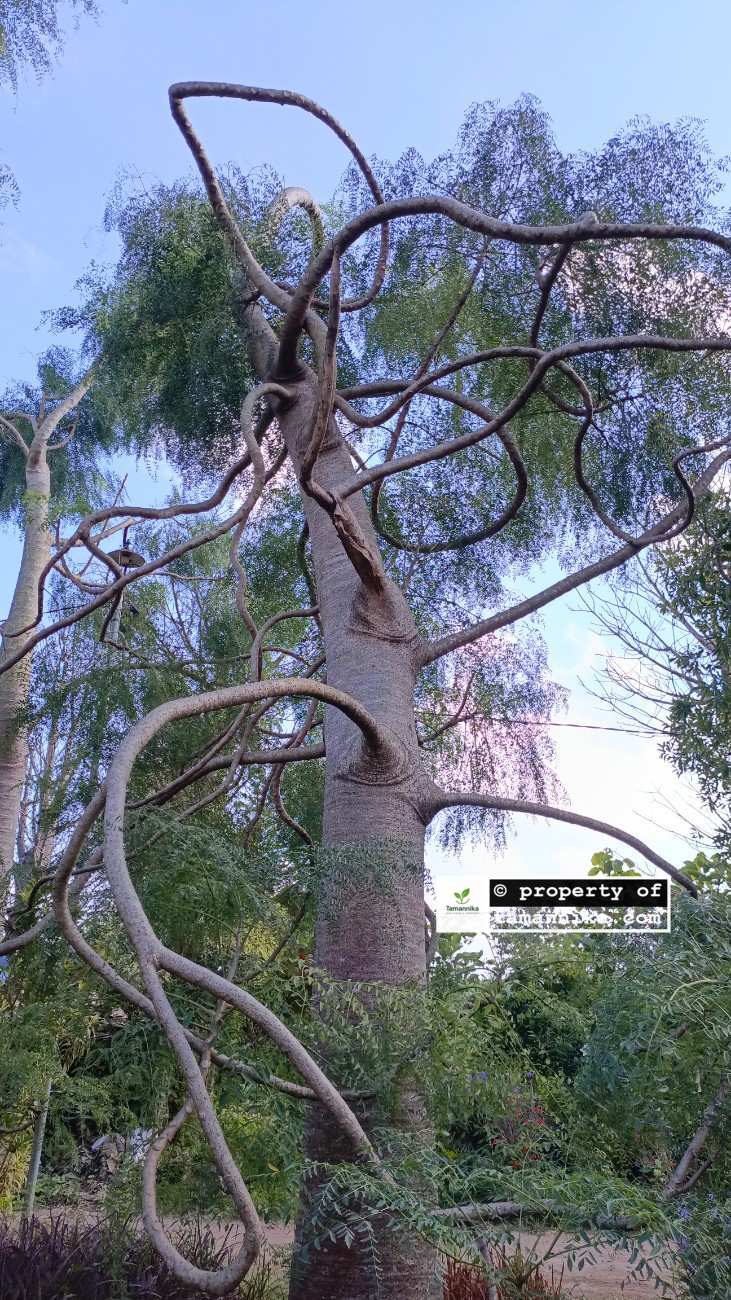 jual pohon moringa afrika bagus