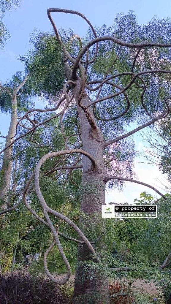 Jual Pohon Moringa Afrika Bandung