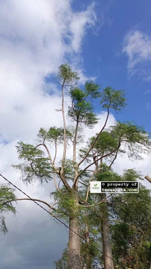 Jual Pohon Moringa Afrika untuk Penghijauan