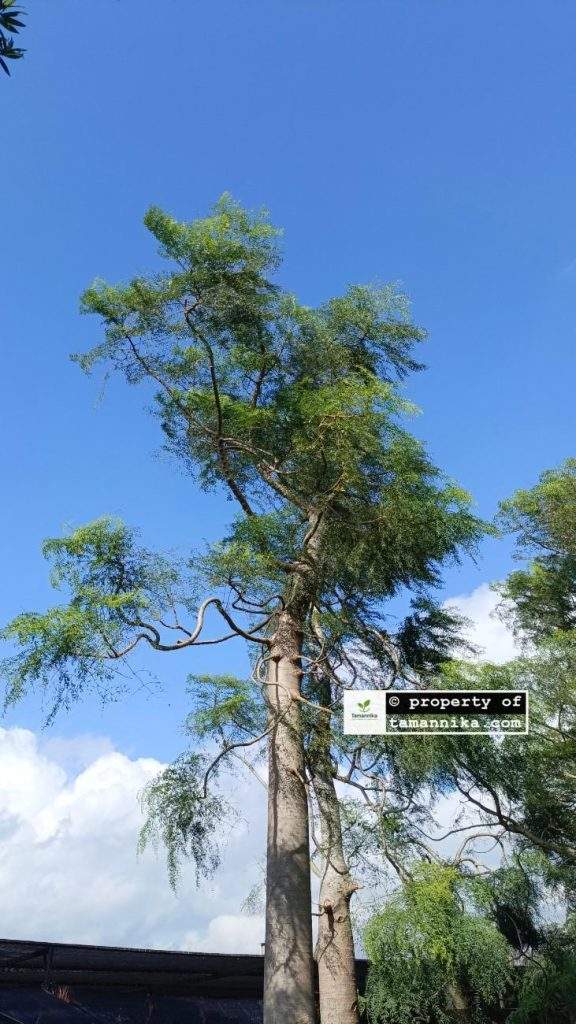 Jual Pohon Moringa Afrika untuk Ruang Terbuka Hijau