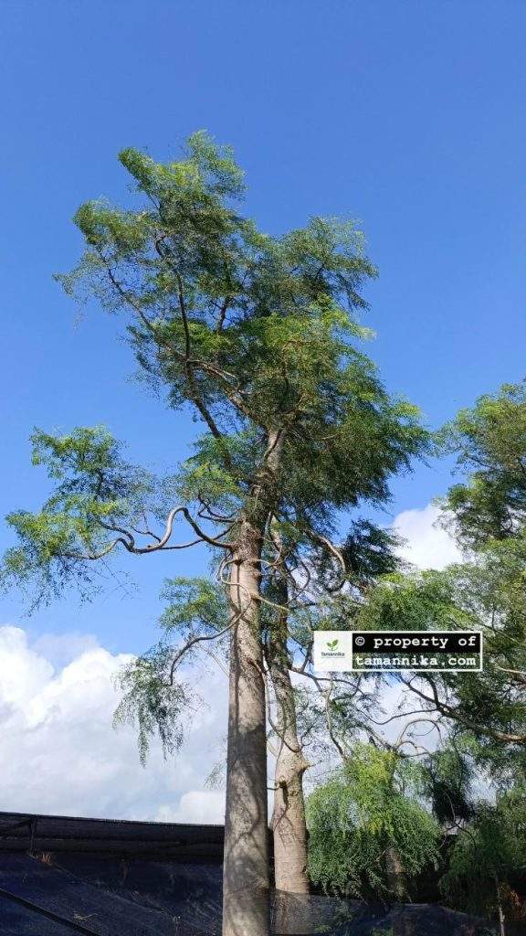 Jual Pohon Moringa Afrika untuk Taman Kota