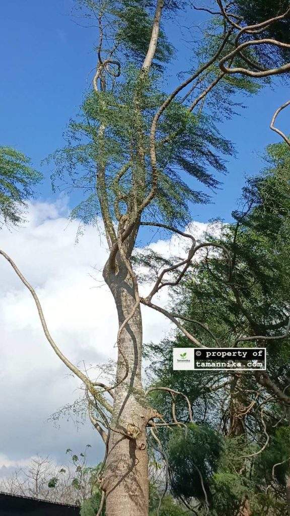 Jual Pohon Moringa Afrika di Tangerang