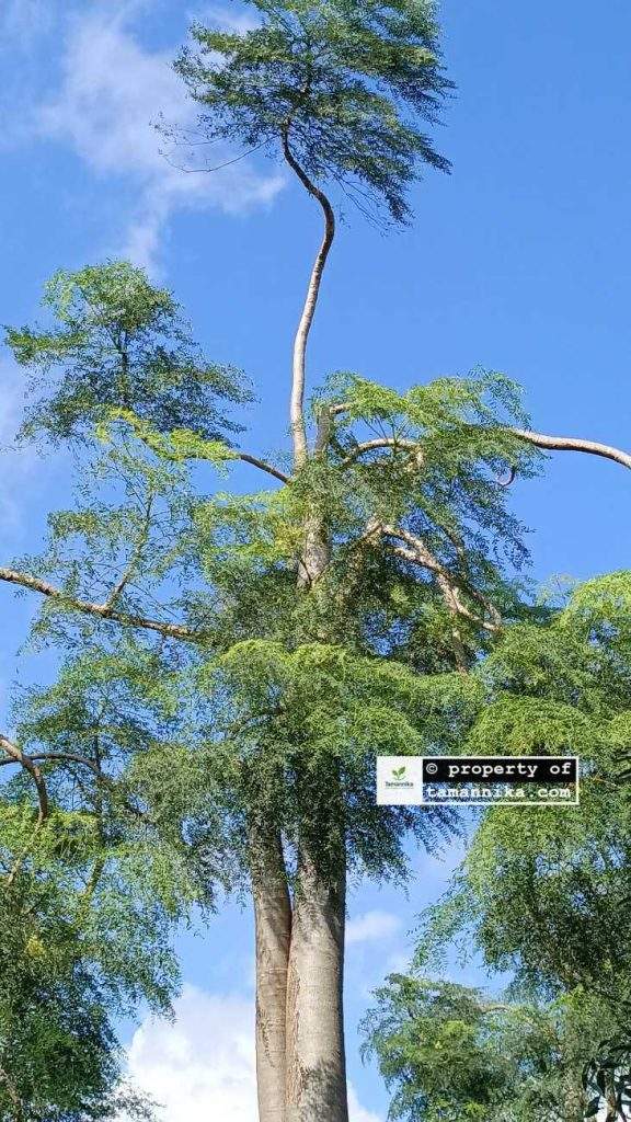 Jual Pohon Moringa Afrika di Parung Panjang