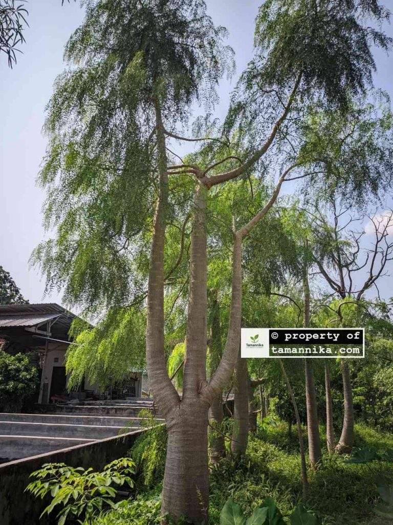jual pohon moringa afrika grouping tiga