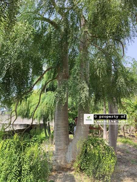 Jual pohon Moringa Afrika